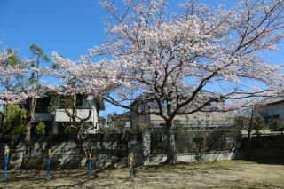⑰桜公園
